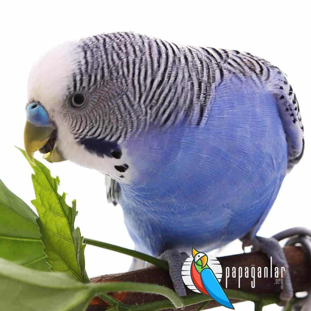 What should we pay attention to when buying a budgie parrot?