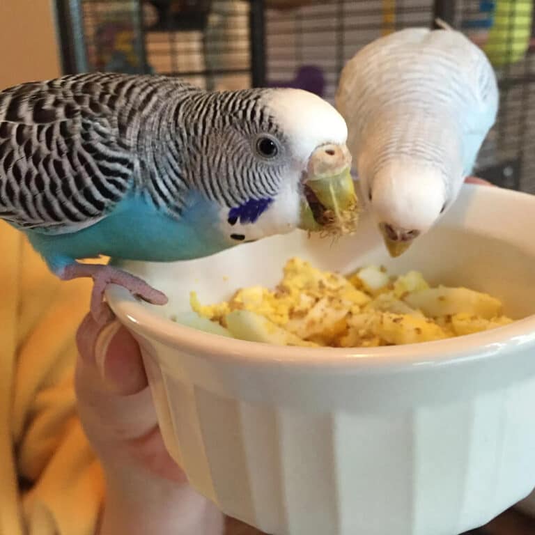 What Does a Budgie Eat? - What Does a Baby Budgie Eat?