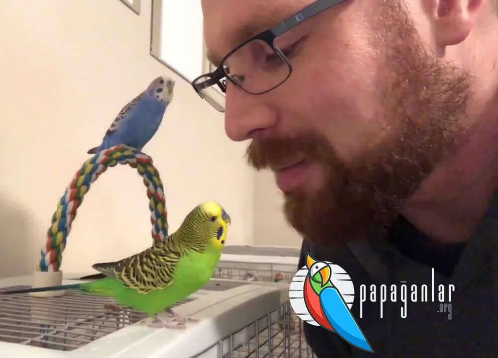 parrot playground construction