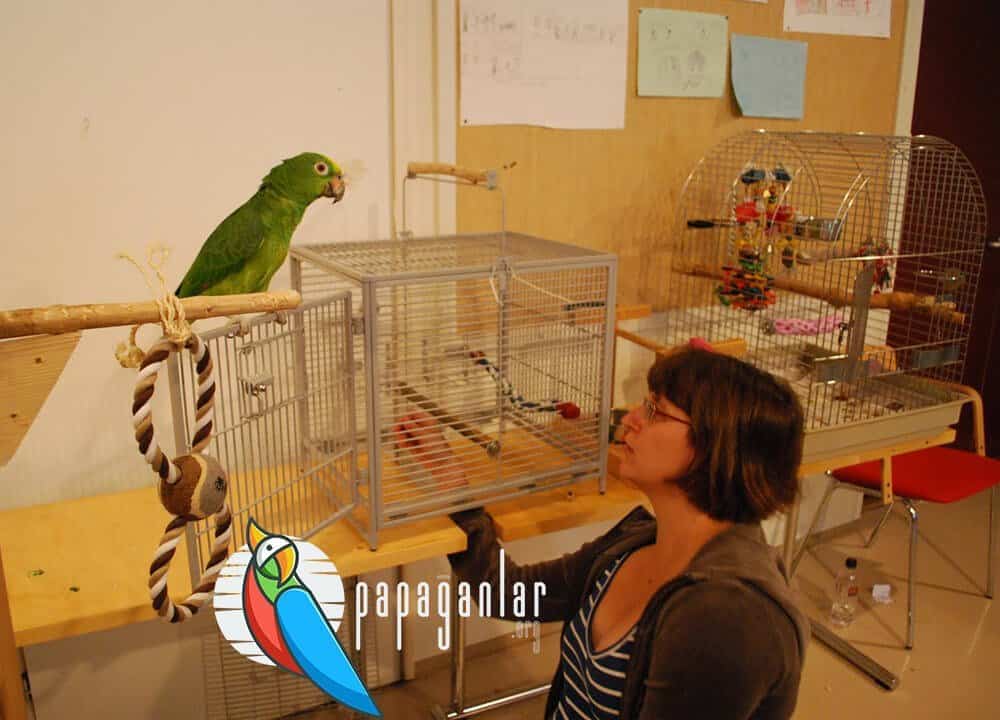 parrot playground