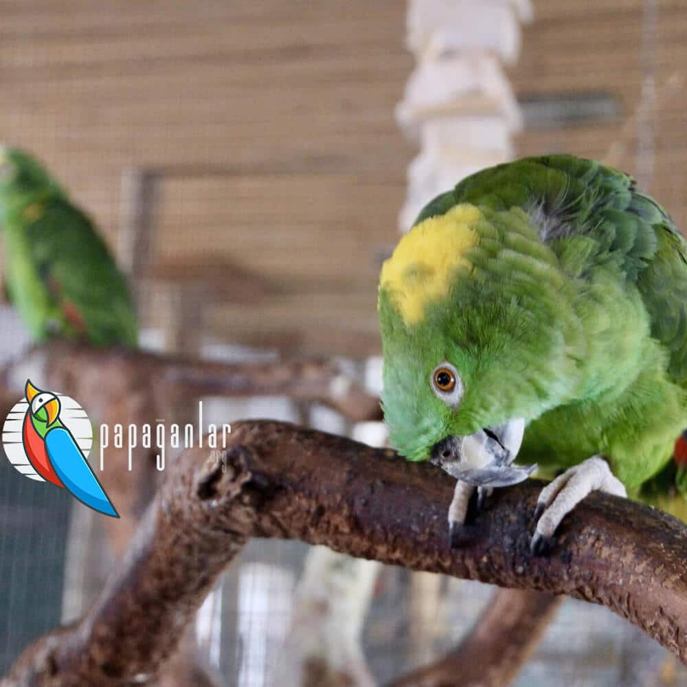 parrot adoption