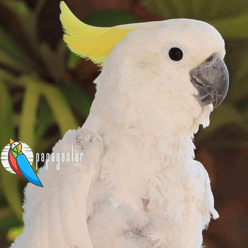 parrot adoption