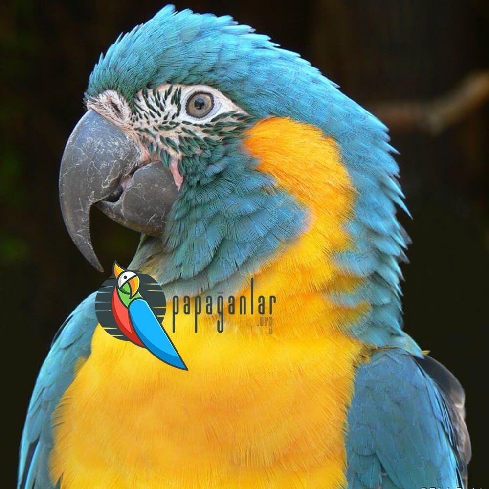 parrot adoption free