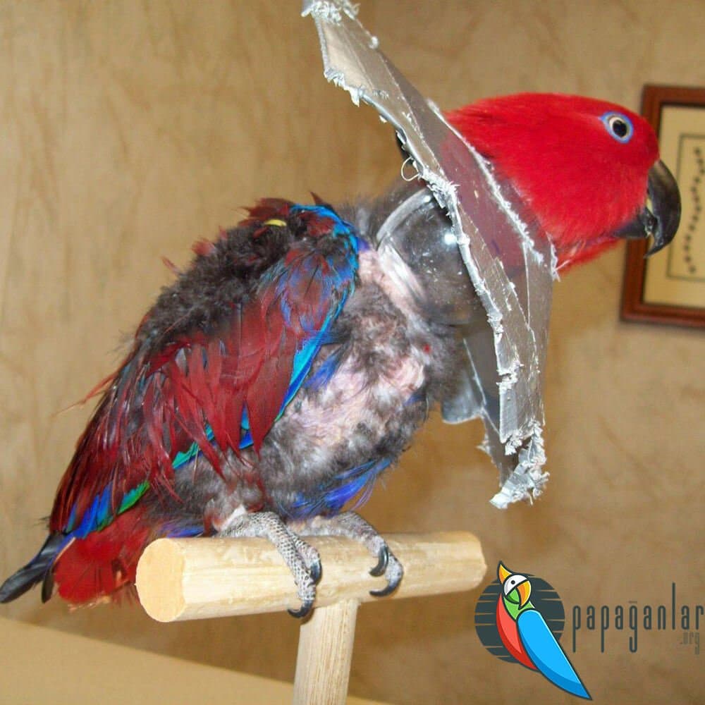 parrot feather diseases