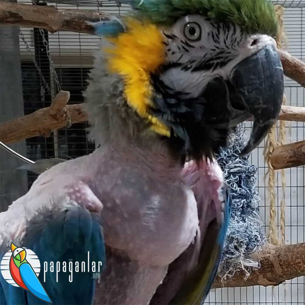 parrot plucking feathers