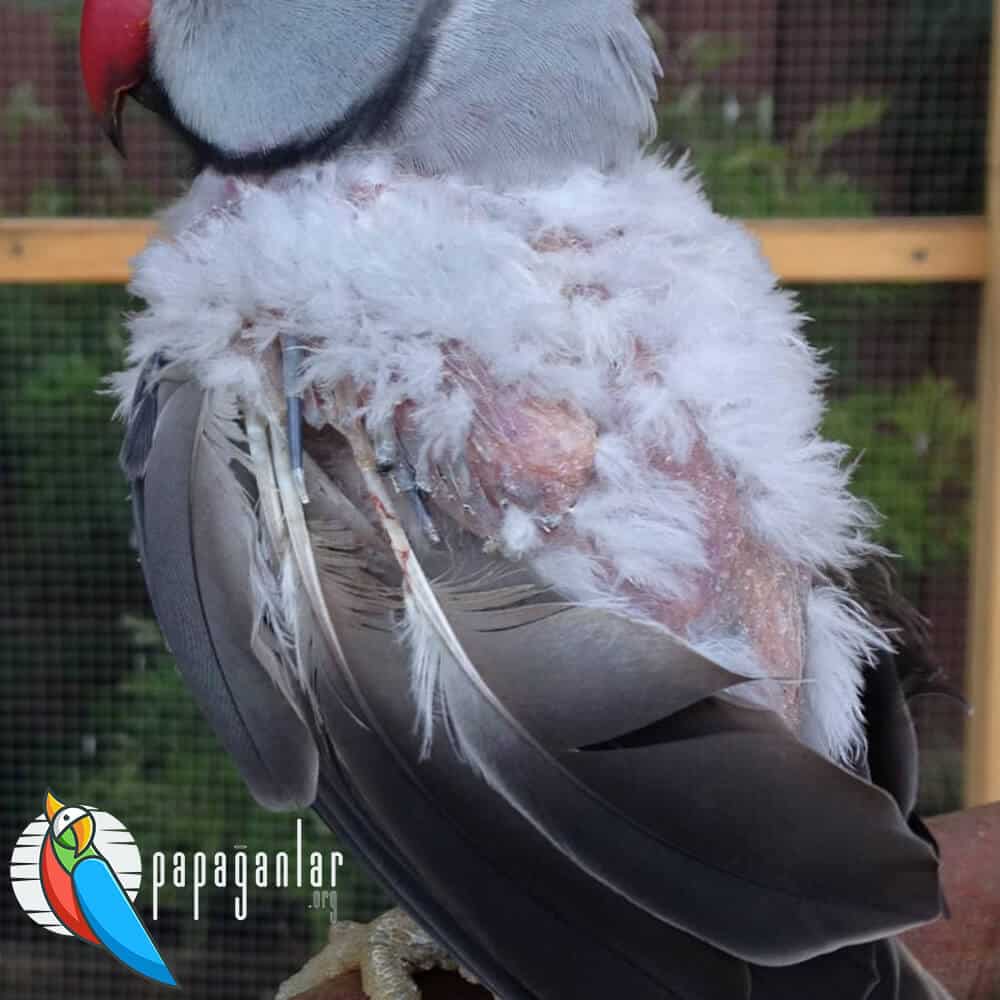 Why do parrot feathers fall out?