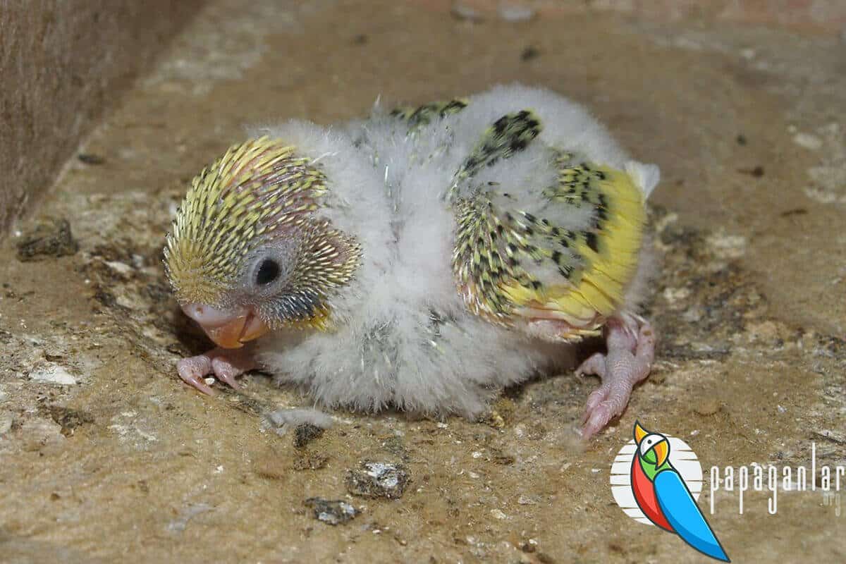 1 Month Budgie
