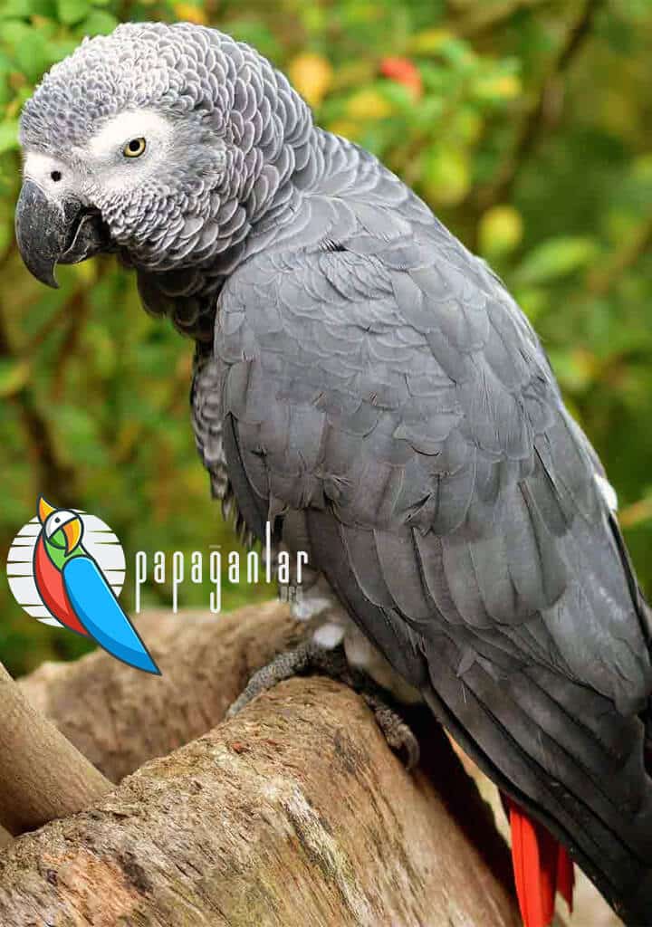 Die meisten sprechenden Papageienrassen
