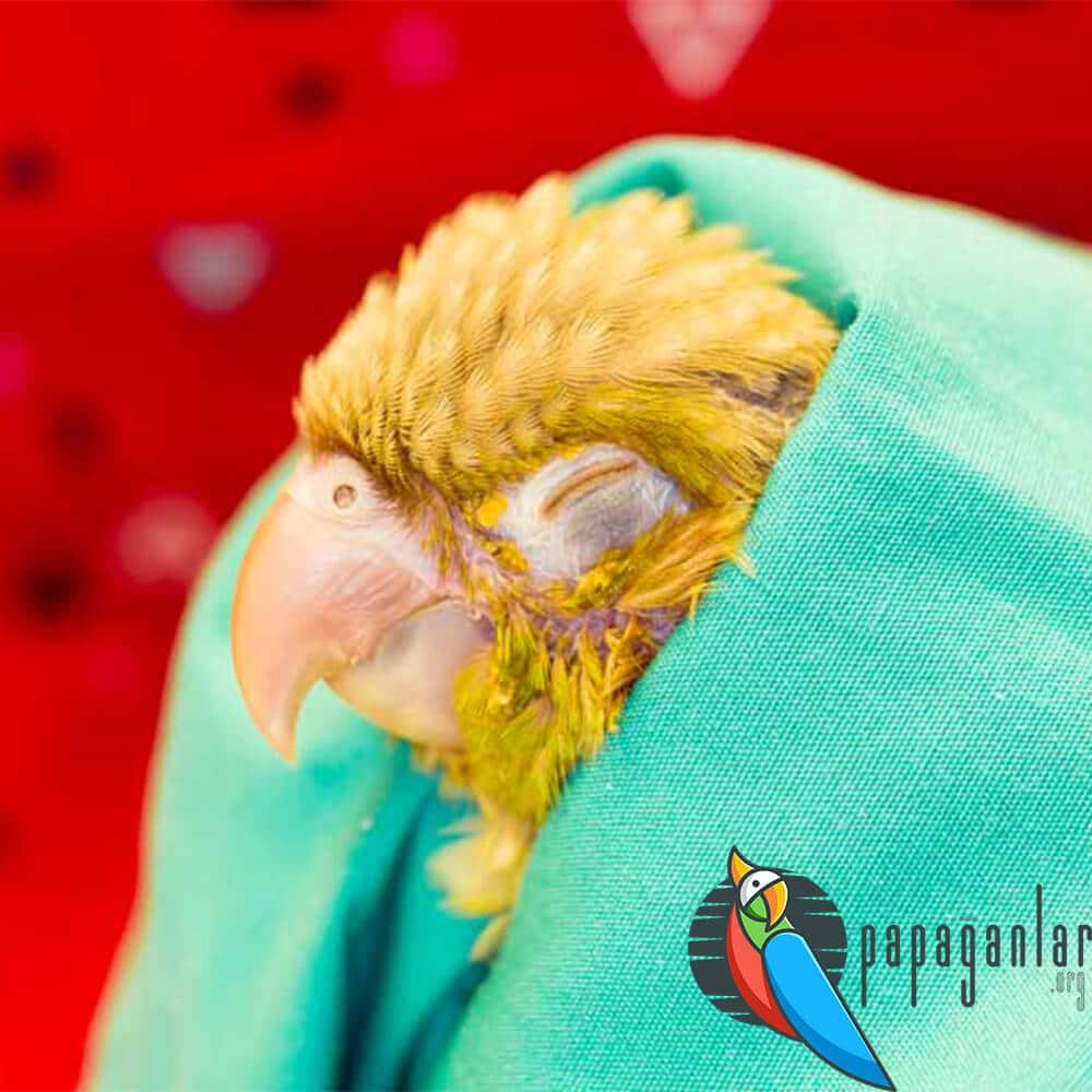 how to treat sick budgie at home