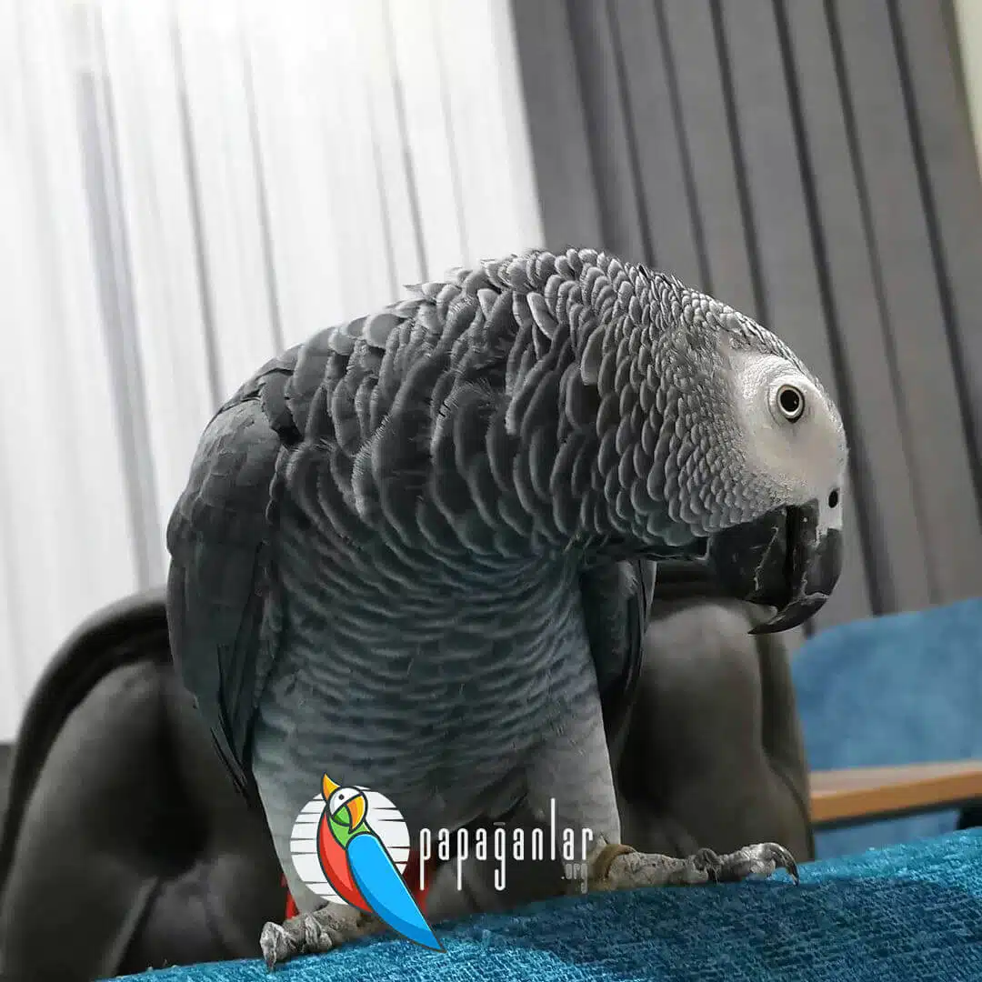 African Grey Parrot $250