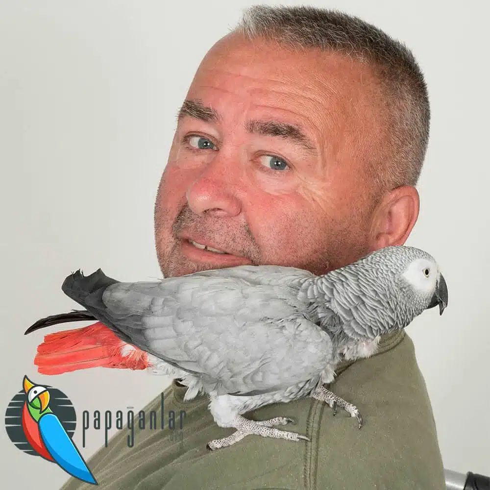 What should we pay attention to when buying a African Grey Parrot?