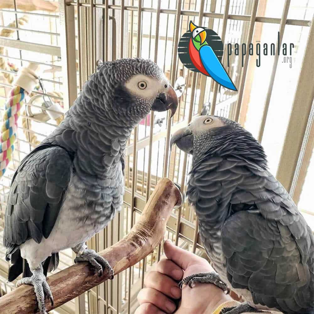 African Grey Parrot Handling