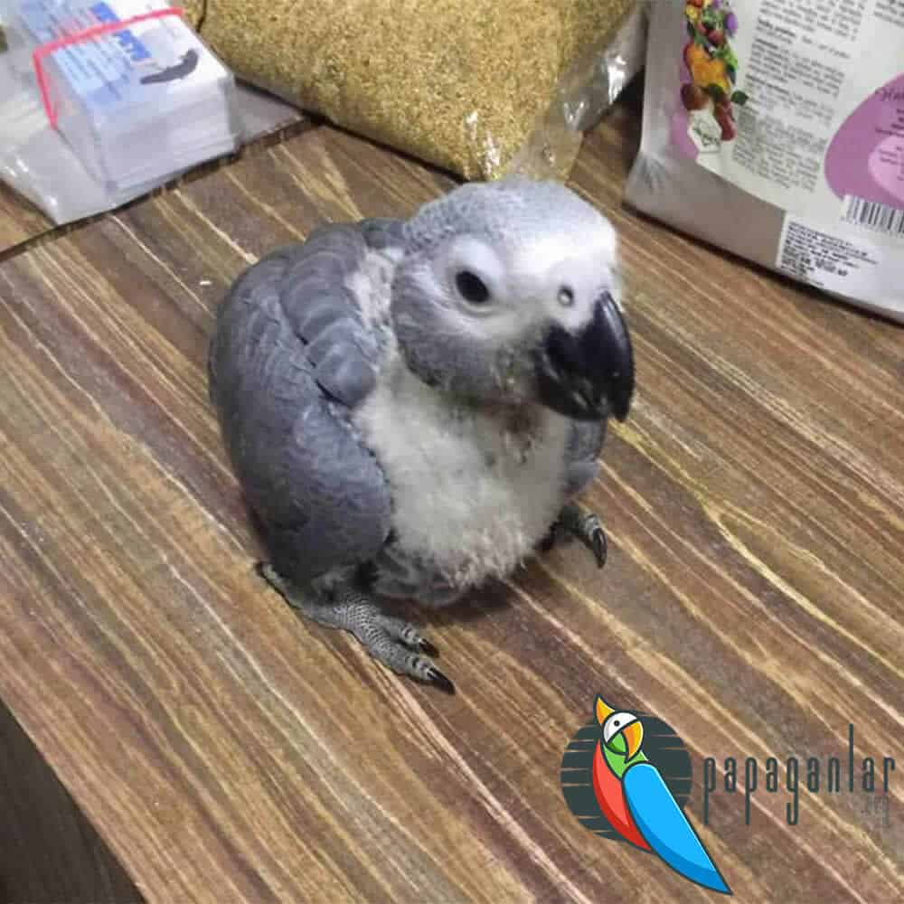 African Grey Parrot Taming