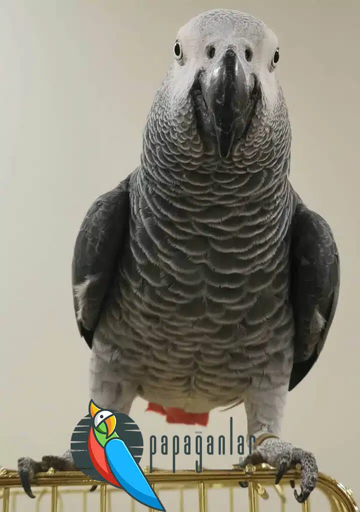 African Grey Parrot Prices From Manufacturer