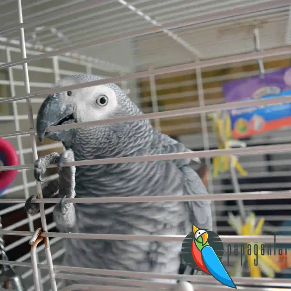 Information About the African Grey Parrot