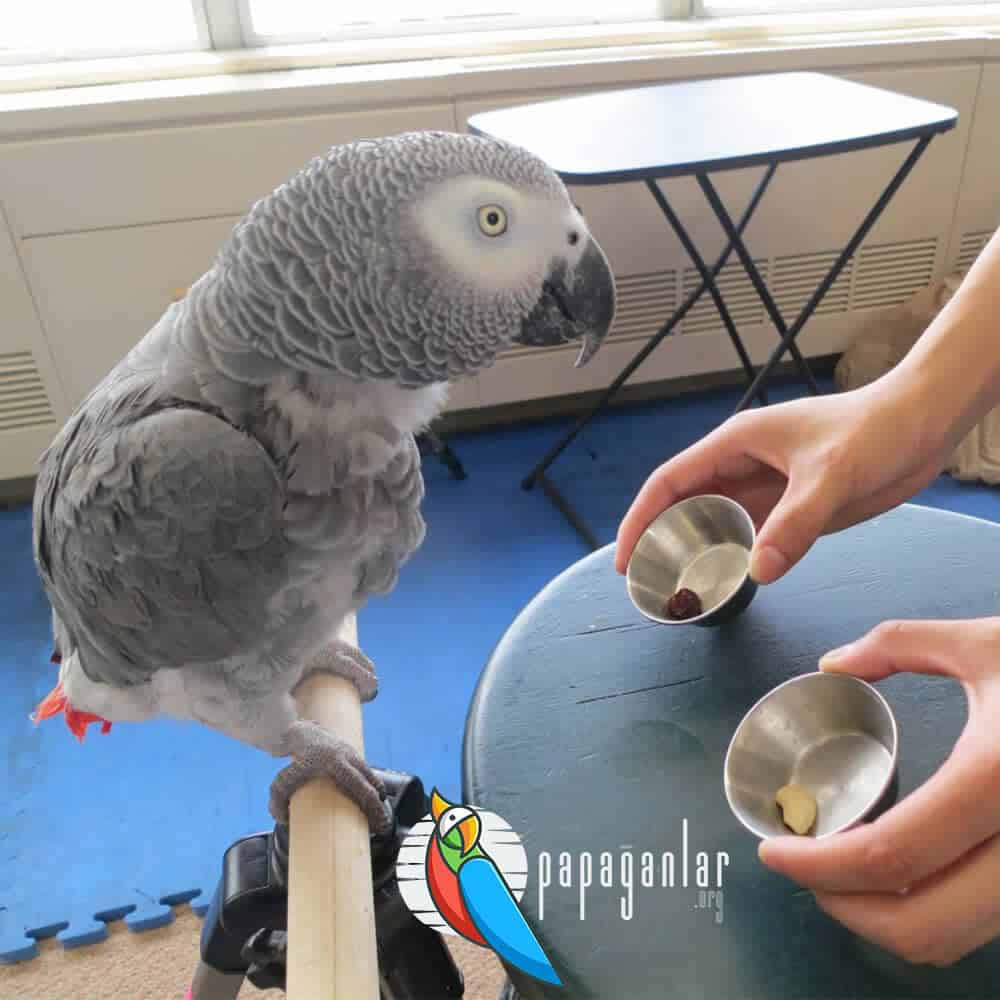 Meanings of African Grey Parrot Movements