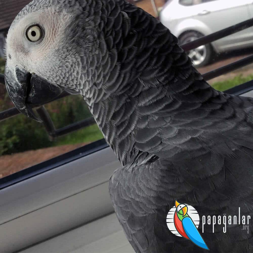 African Grey Parrot Snarling