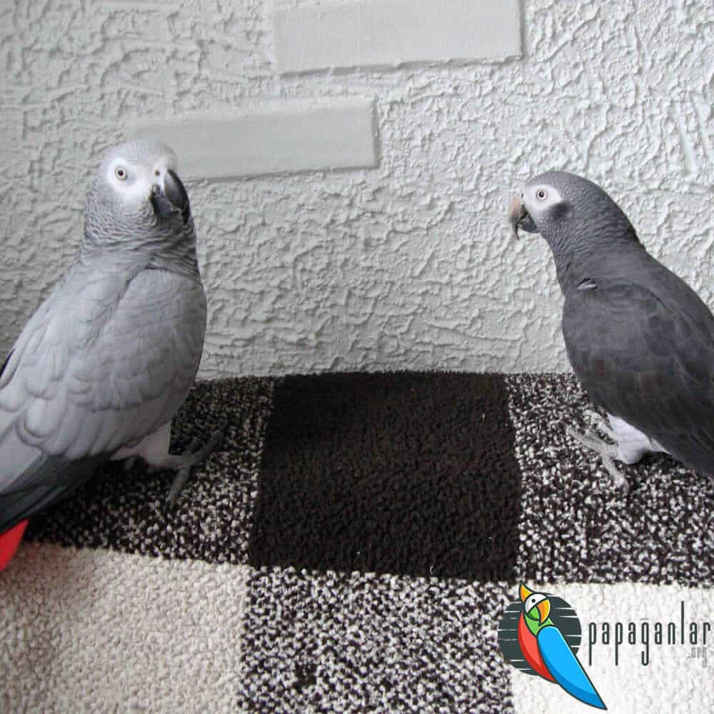 African Grey Parrot Nodding