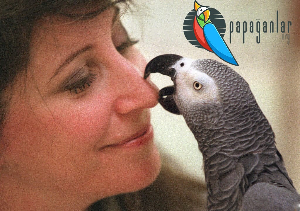 African grey parrot talk