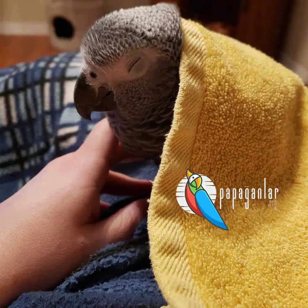How Does a Jako Parrot Sleep?