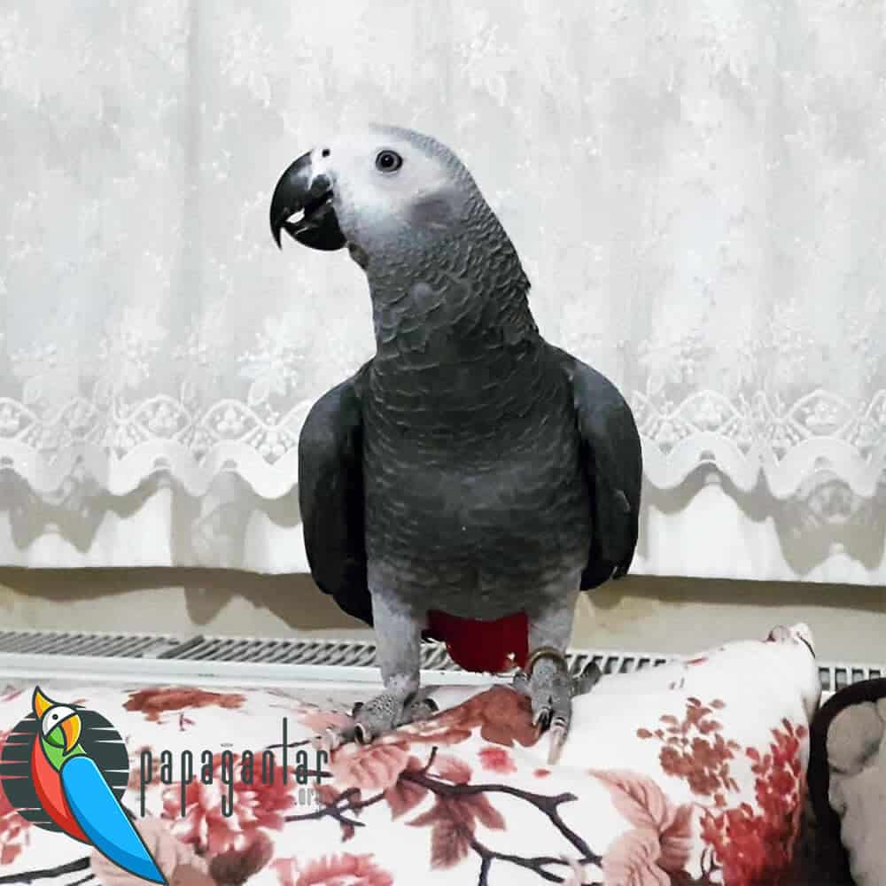How to Wash a African Grey Parrot?
