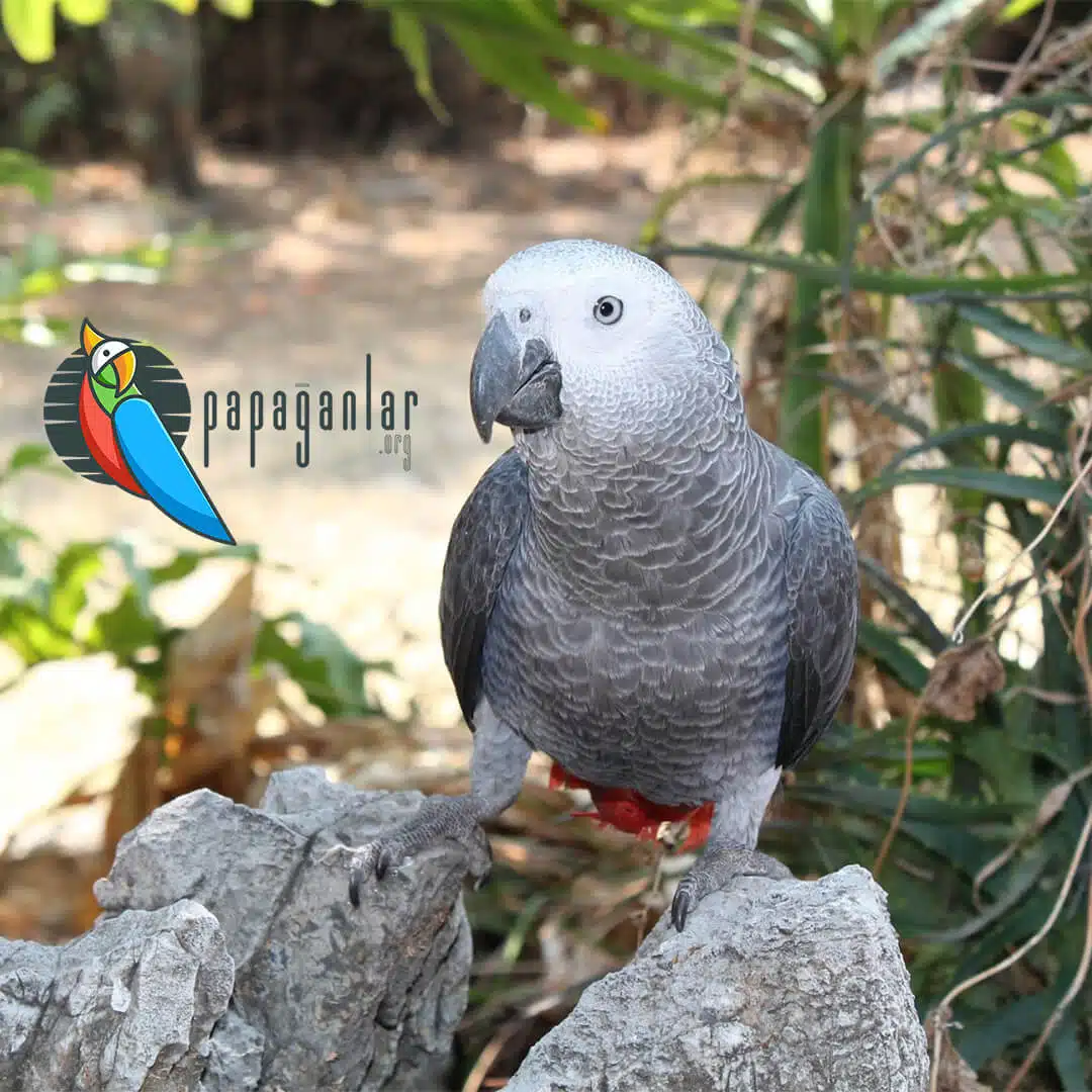 How Much Is a African Grey Parrot?