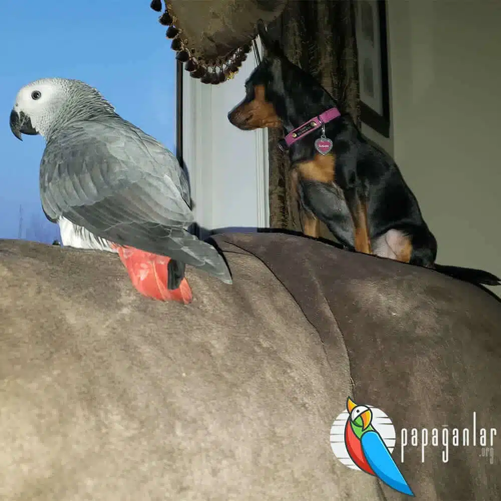Why Does a African Grey Parrot Snarl?