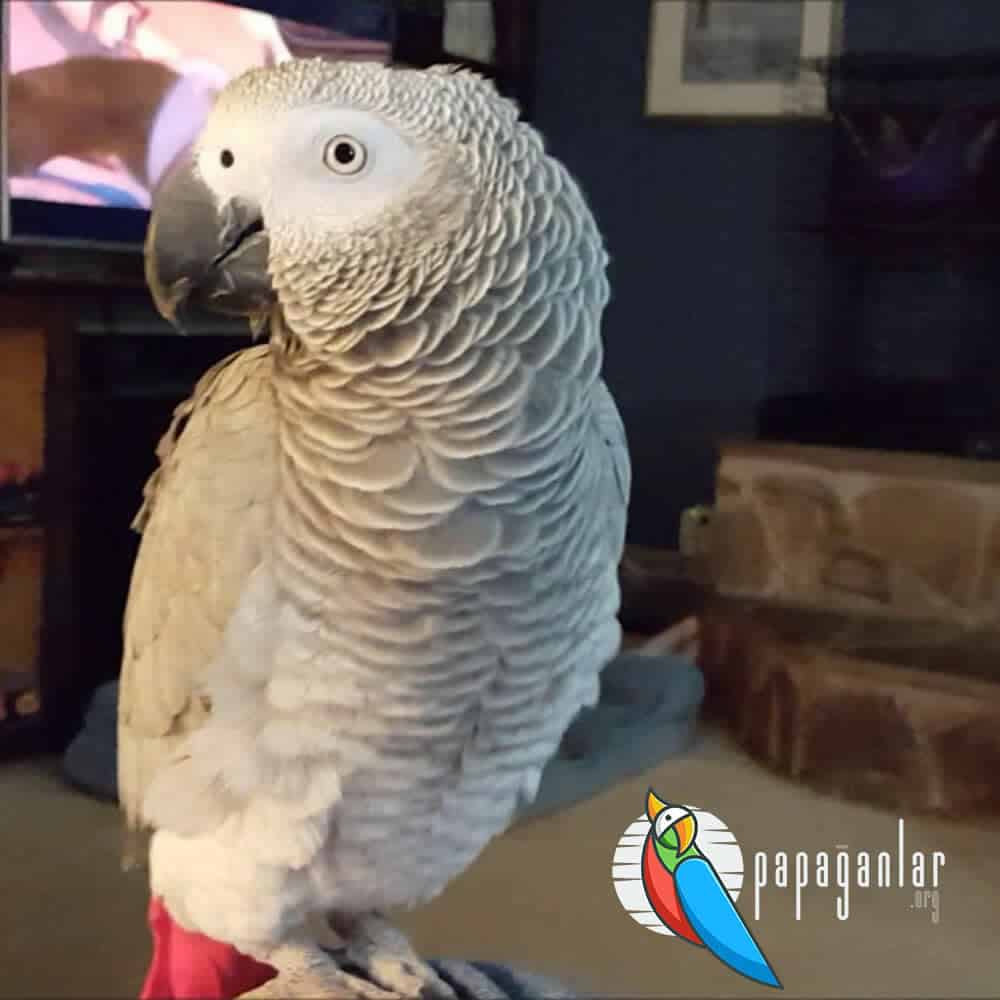Why Does a African Grey Parrot Shiver?