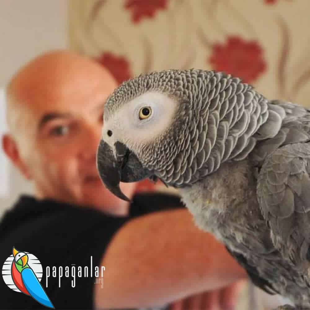 What Does a Gray Parrot Like?