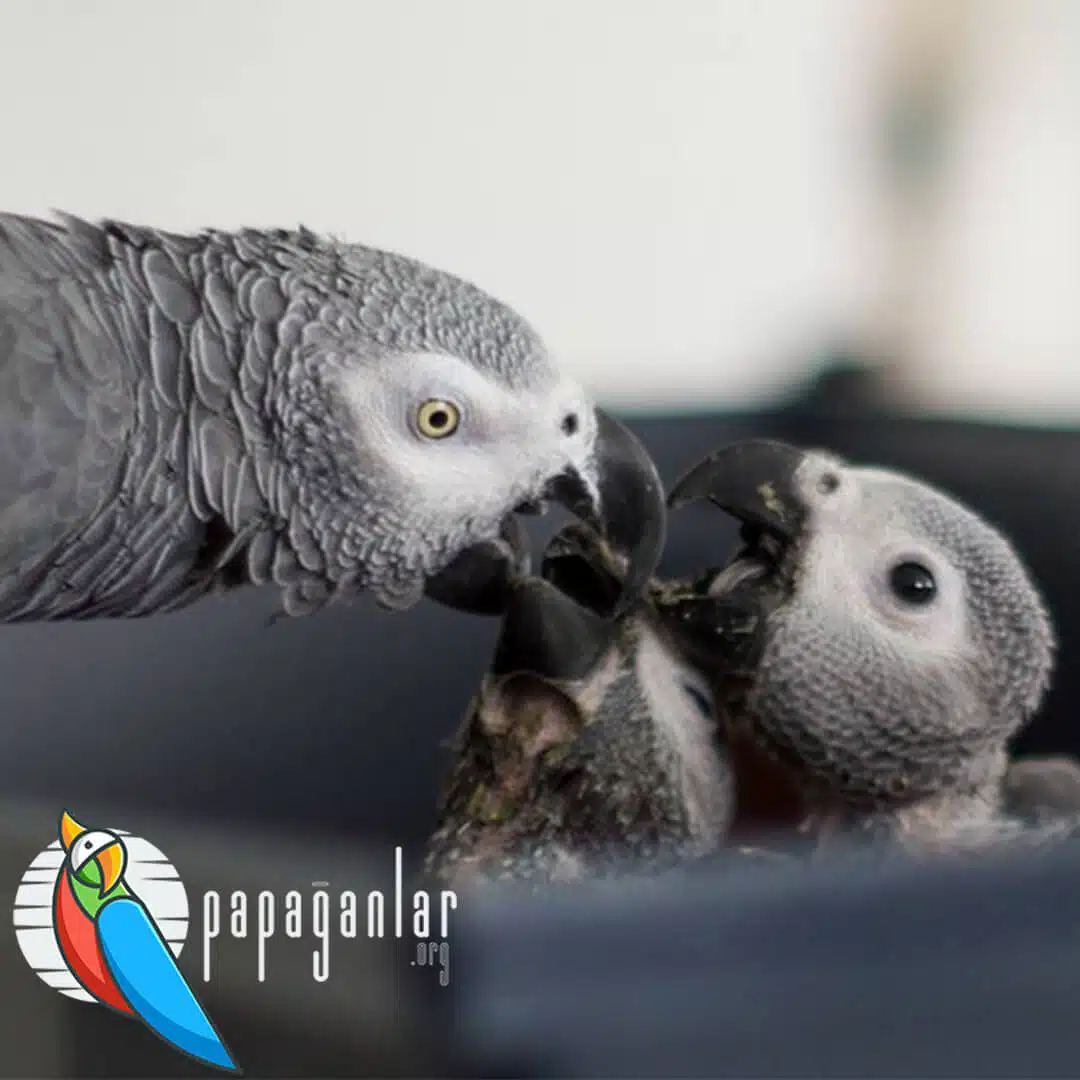 African Grey Parrot From Manufacturer