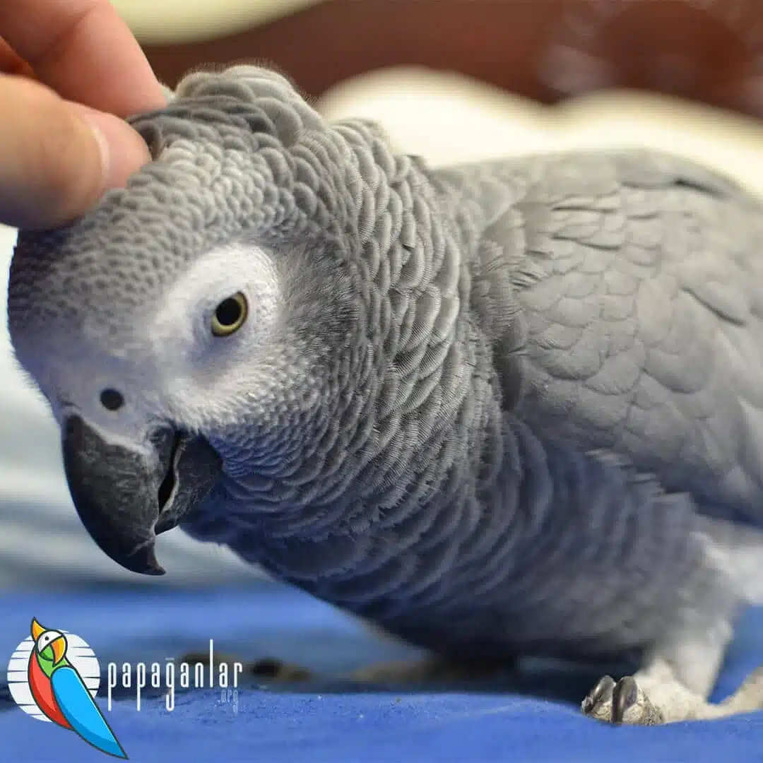African Grey Parrot Adoption
