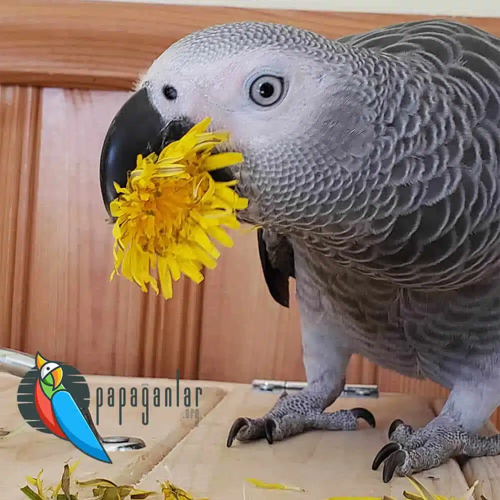 African Grey Parrot Attack