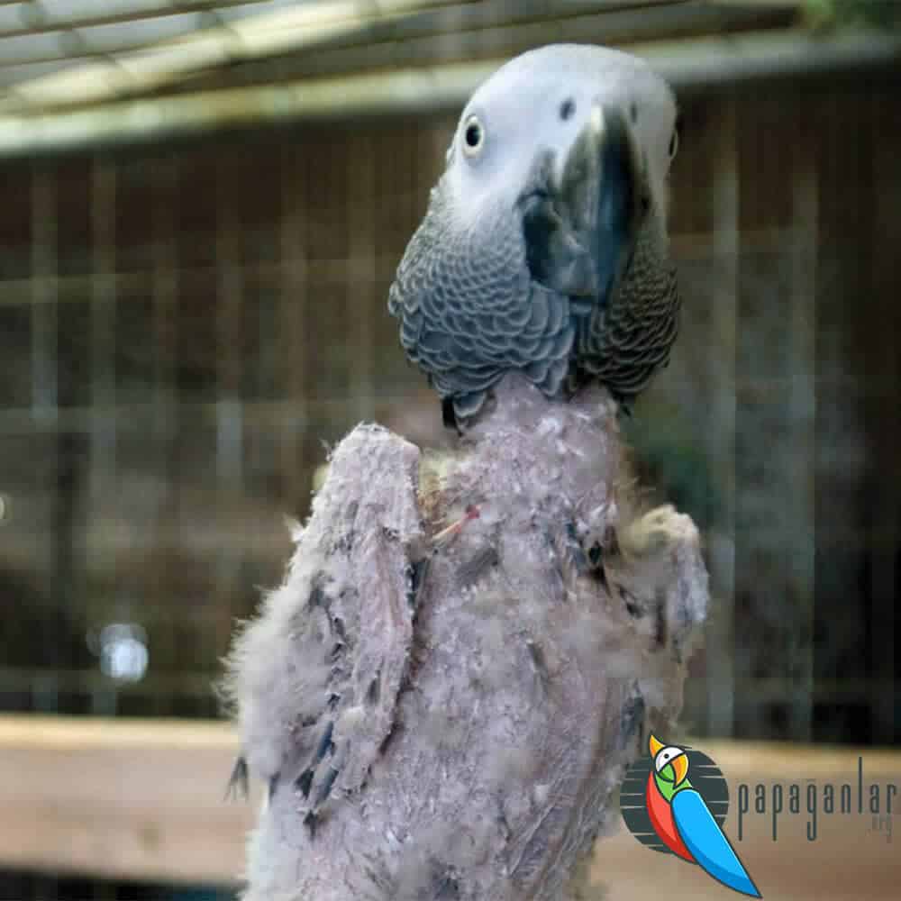 African Grey Parrot Stress