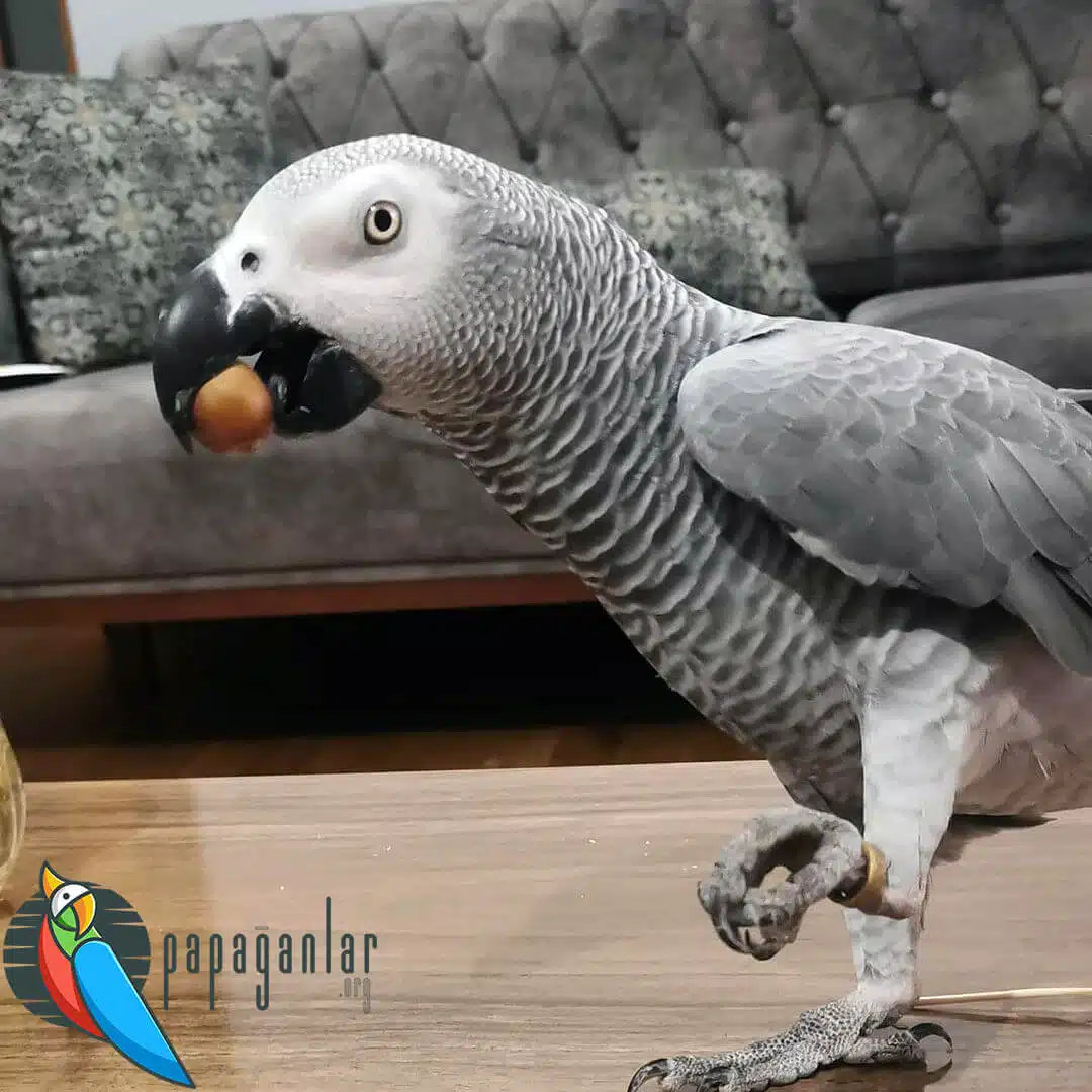 African Grey Parrot Prices for Sale