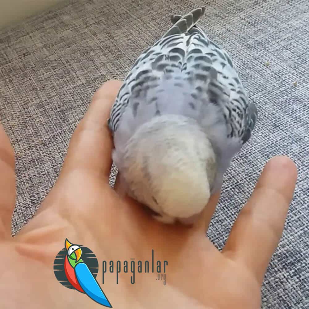 Budgerigar Can't Stand