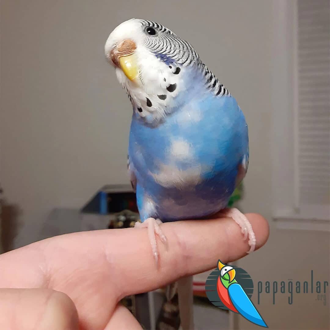 Budgie Constipated