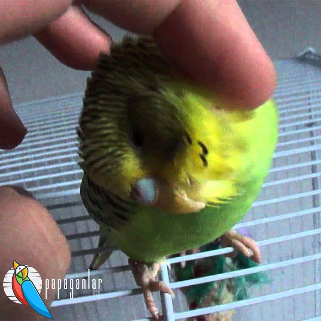 Budgie Itches