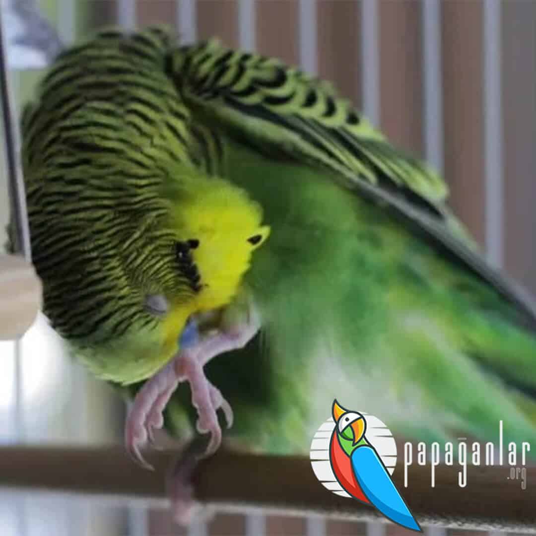Why Does a Budgie Itch?