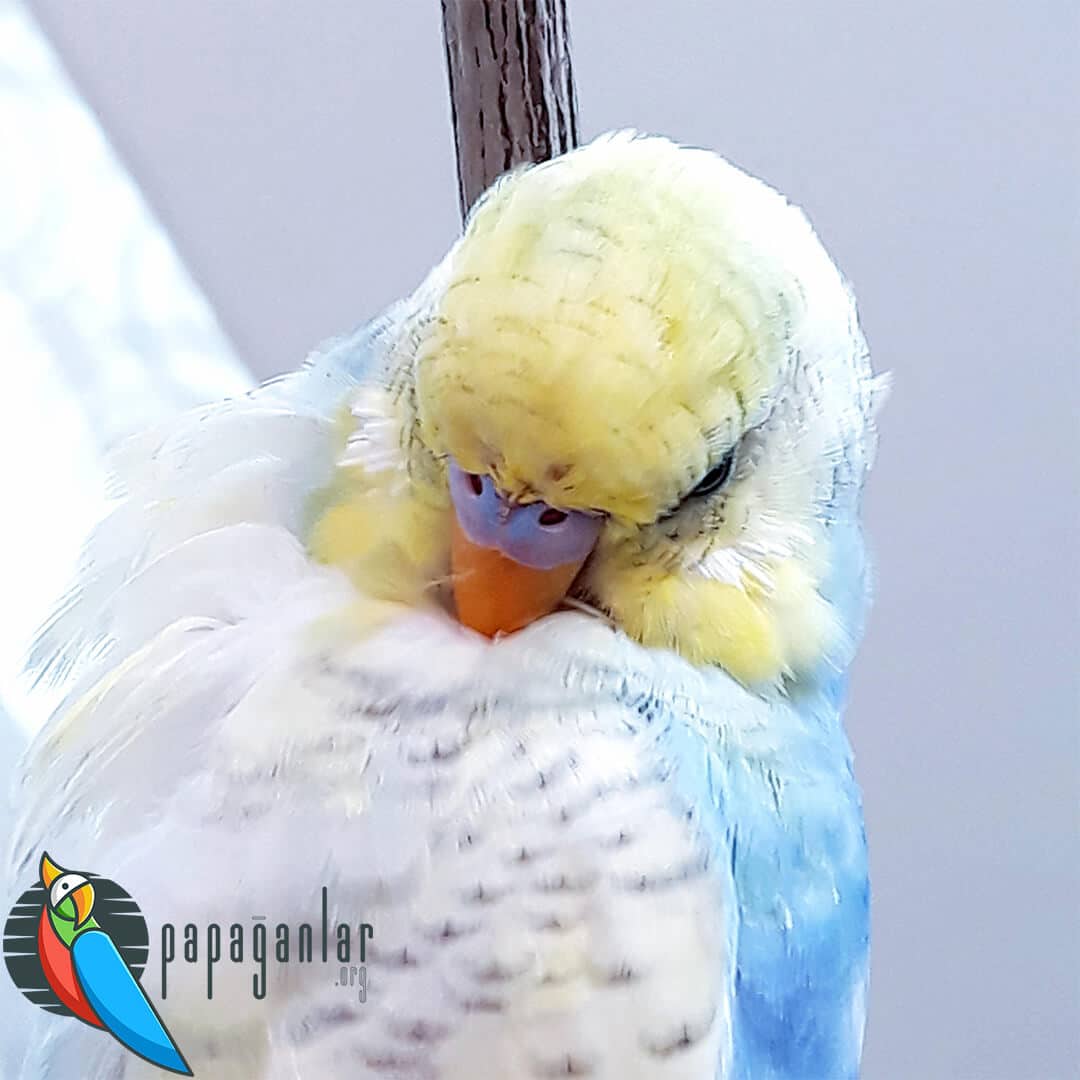 Budgerigar Doesn't Drink Water