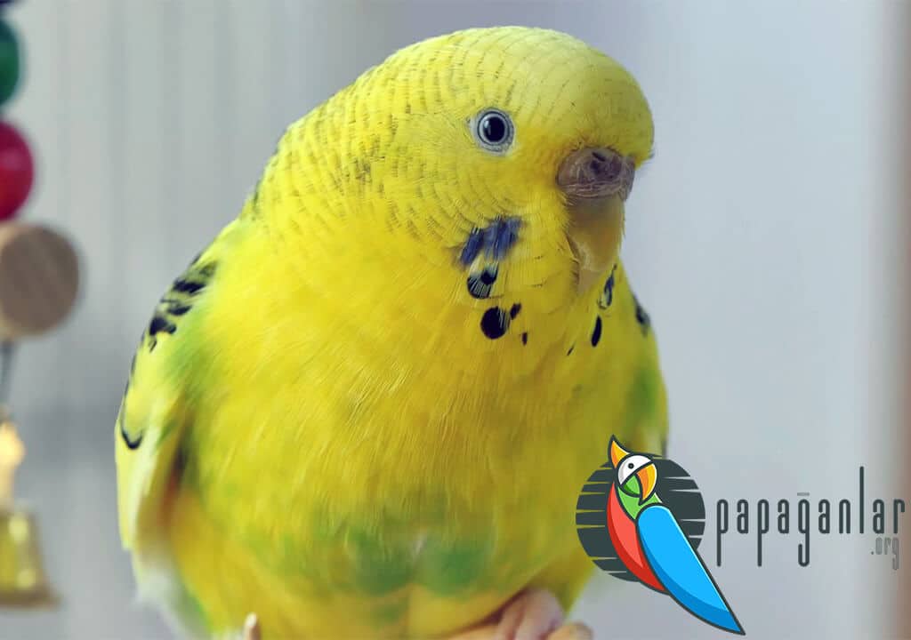 Lice Process of the Budgerigar