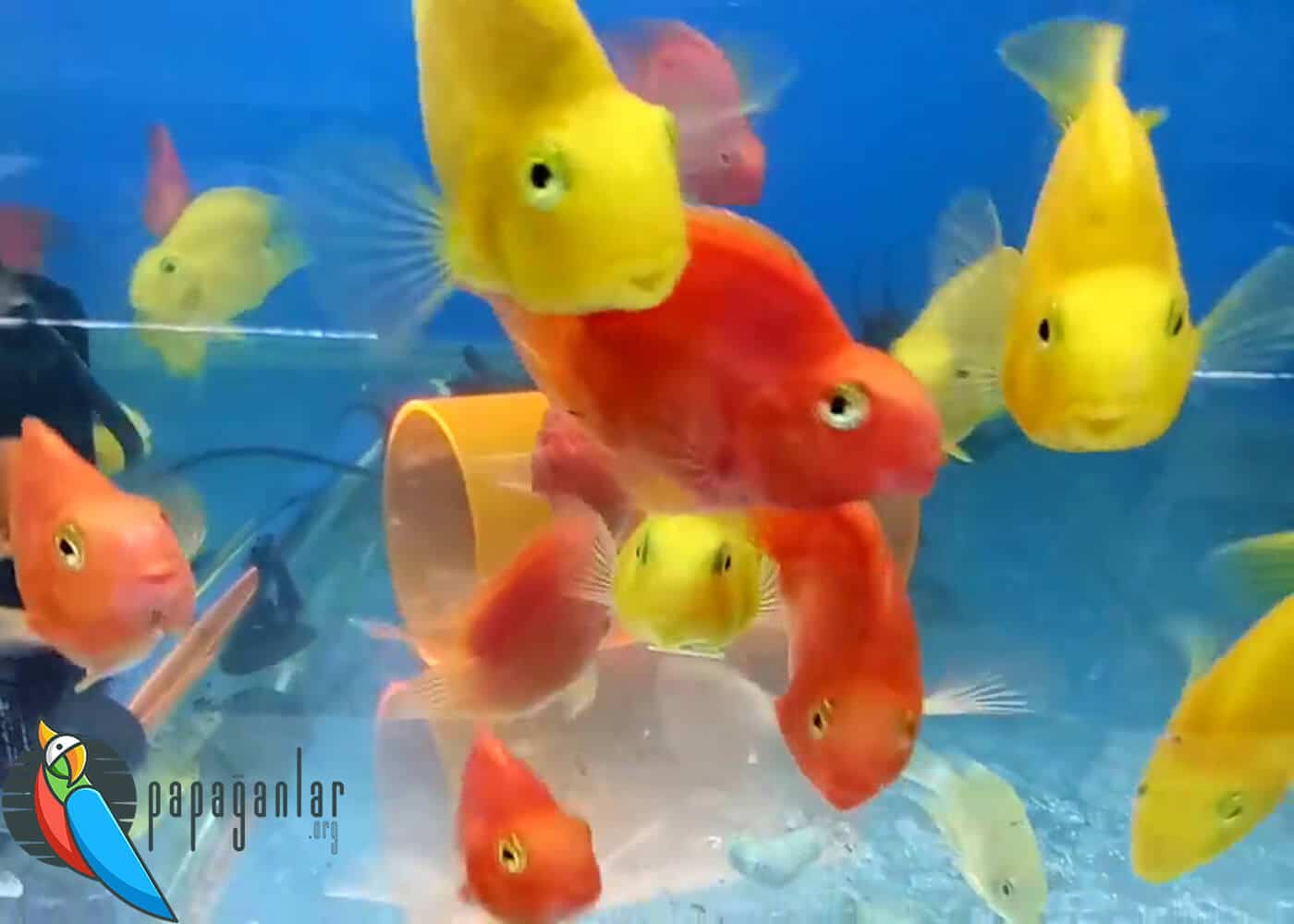 Do You Have Parrot Fish?