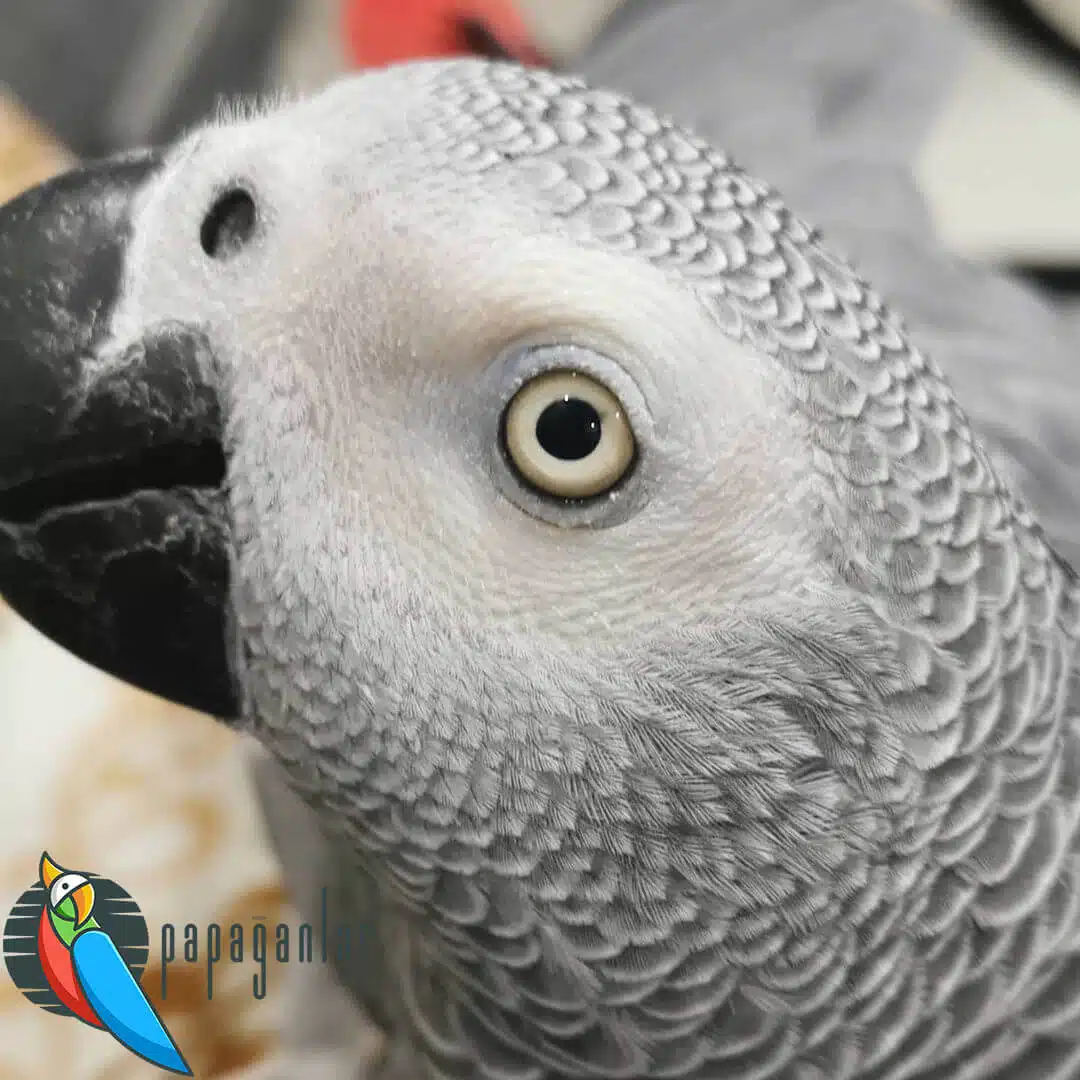 Parrot African Grey Prices