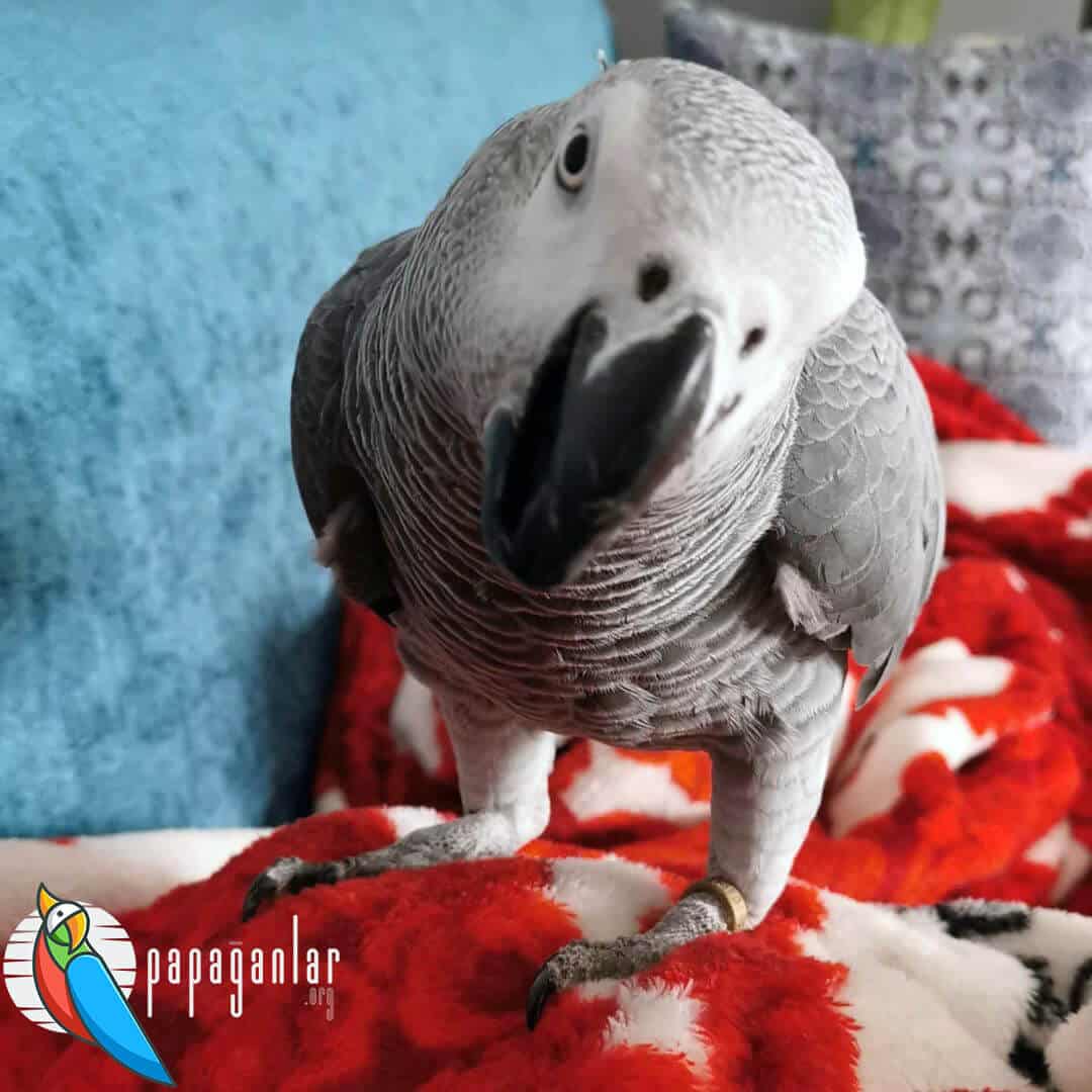 Parrot African Grey For Sale