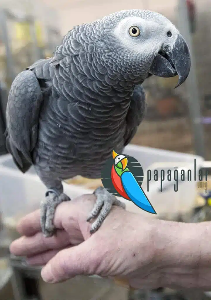 parrot speech training