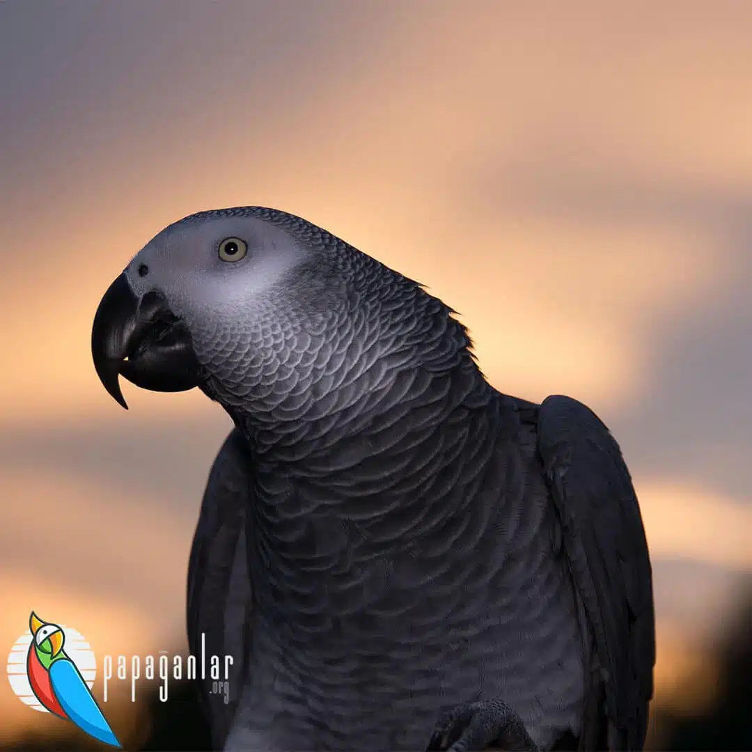African Grey Parrot Prices from the Manufacturer
