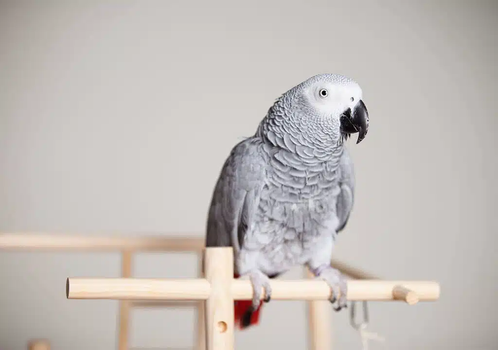 African Grey Parrot from the manufacturer