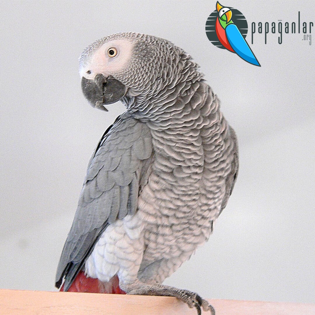 African Grey Parrot Prices For Sale From The Manufacturer