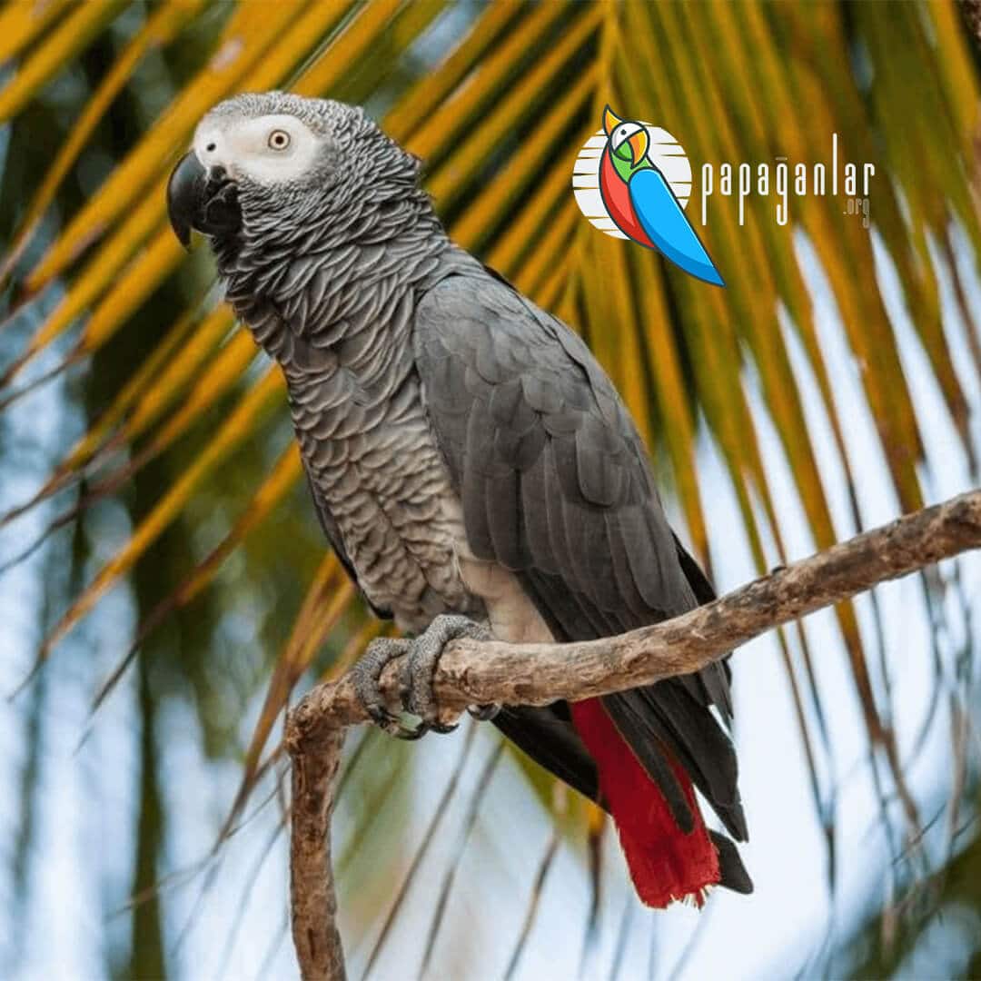 African Grey Parrot For Sale From Manufacturer
