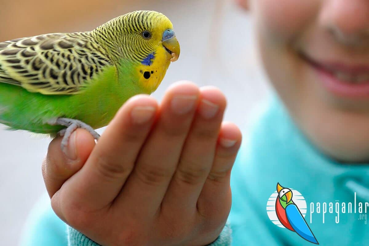 Baby Budgie Care