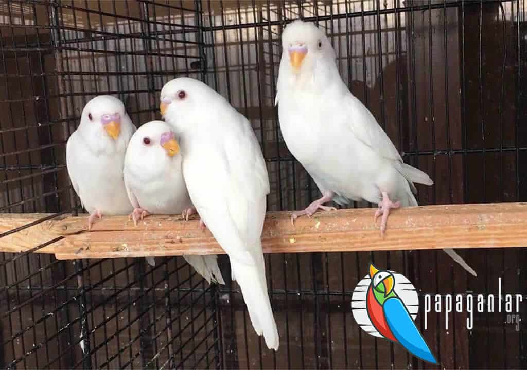 Albino Muhabbet Kuşu Cinsiyet Ayrımı
